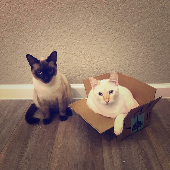 Meet your Posher, Char - Picture 1 of 1